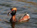 IMG_Slav_grebe_1_4_070001_3.jpg