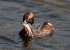 IMG_Slave_grebe_1_4_070001_2.jpg