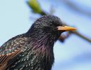 IMG_Starling_6_5_070001.jpg