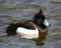 IMG_Tuf_duck1_4_070001.jpg