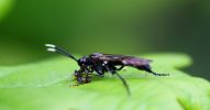 IMG_Wasp_7_5_070001.jpg