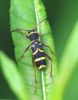 IMG_Wasp_beetle0001_1.jpg