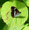 IMG_White_admiral0001.jpg