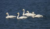 IMG_Whooper_swans0001_1.jpg