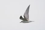 Filename=BLACK-TERN-juv-1.jpg
Filesize=42KiB
Dimensions=600x401
Date added=Aug 23, 2006 BLACK-TERN-juv-1.jpg