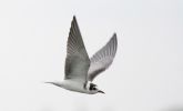 Filename=BLACK-TERN-juv-2.jpg
Filesize=40KiB
Dimensions=600x362
Date added=Aug 23, 2006 BLACK-TERN-juv-2.jpg