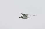 Filename=BLACK-TERN-juv-3.jpg
Filesize=34KiB
Dimensions=600x386
Date added=Aug 23, 2006 BLACK-TERN-juv-3.jpg