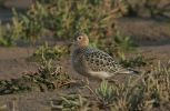 Filename=BUFF-BREASTED-SANDPIPER-1.jpg
Filesize=118KiB
Dimensions=600x391
Date added=Sep 17, 2006 BUFF-BREASTED-SANDPIPER-1.jpg
