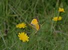 CLOUDED-YELLOW-1.jpg