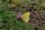 CLOUDED-YELLOW-2.jpg