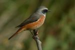 Filename=COMMON REDSTART 3.jpg
Filesize=104KiB
Dimensions=600x398
Date added=Aug 16, 2005 COMMON REDSTART 3.jpg