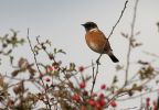 Filename=COMMON-STONECHAT-OCT-4.jpg
Filesize=115KiB
Dimensions=600x414
Date added=Oct 04, 2006 COMMON-STONECHAT-OCT-4.jpg