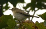 Filename=EASTERN CHIFFCHAFF 1.jpg
Filesize=115KiB
Dimensions=600x376
Date added=Oct 19, 2005 EASTERN CHIFFCHAFF 1.jpg