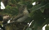 Filename=EASTERN CHIFFCHAFF 2.jpg
Filesize=120KiB
Dimensions=600x376
Date added=Oct 19, 2005 EASTERN CHIFFCHAFF 2.jpg