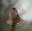 EURASIAN SPARROWHAWK 1.jpg