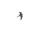 Filename=EURASIAN-HOBBY-2.jpg
Filesize=9KiB
Dimensions=600x389
Date added=Aug 22, 2006 EURASIAN-HOBBY-2.jpg