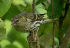 Filename=EURASIAN-SISKIN-1.jpg
Filesize=121KiB
Dimensions=600x414
Date added=Jun 18, 2007 EURASIAN-SISKIN-1.jpg