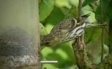 Filename=EURASIAN-SISKIN-2.jpg
Filesize=121KiB
Dimensions=600x369
Date added=Jun 18, 2007 EURASIAN-SISKIN-2.jpg