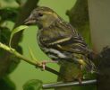 Filename=EURASIAN-SISKIN-3.jpg
Filesize=115KiB
Dimensions=600x486
Date added=Jun 18, 2007 EURASIAN-SISKIN-3.jpg