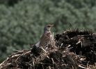 Filename=FIELDFARE_1.jpg
Filesize=112KiB
Dimensions=600x433
Date added=May 17, 2007 FIELDFARE_1.jpg