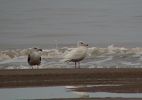 Filename=GLAUCOUS_GULL_1w_Saltfleetby.jpg
Filesize=108KiB
Dimensions=500x350
Date added=Jan 31, 2006 GLAUCOUS_GULL_1w_Saltfleetby.jpg