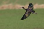 Filename=GLOSSY_IBIS_001.jpg
Filesize=114KiB
Dimensions=600x400
Date added=Feb 01, 2008 GLOSSY_IBIS_001.jpg