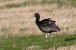 Filename=GLOSSY_IBIS_002.jpg
Filesize=122KiB
Dimensions=600x400
Date added=Feb 01, 2008 GLOSSY_IBIS_002.jpg
