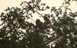 HAWFINCH - DONNA NOOK.jpg