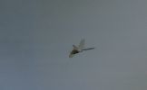 Filename=LESSER-EMPEROR-WEB.jpg
Filesize=115KiB
Dimensions=600x370
Date added=Jul 12, 2006 LESSER-EMPEROR-WEB.jpg