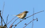 Filename=LESSER-WHITETHROAT-1.jpg
Filesize=106KiB
Dimensions=600x374
Date added=Oct 02, 2007 LESSER-WHITETHROAT-1.jpg