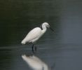 Filename=LITTLE EGRET 2.jpg
Filesize=31KiB
Dimensions=700x595
Date added=Jun 09, 2005 LITTLE EGRET 2.jpg