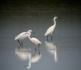 Filename=LITTLE EGRETS - MANBY.jpg
Filesize=32KiB
Dimensions=696x600
Date added=Jun 09, 2005 LITTLE EGRETS - MANBY.jpg