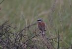Filename=R-B_SHRIKE.jpg
Filesize=103KiB
Dimensions=600x409
Date added=Jun 09, 2007 R-B_SHRIKE.jpg
