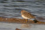 Filename=S-STINT-MAY-10.jpg
Filesize=47KiB
Dimensions=700x455
Date added=May 10, 2006 S-STINT-MAY-10.jpg