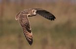 Filename=SHORT-EARED-OWL-2.jpg
Filesize=107KiB
Dimensions=600x386
Date added=Oct 02, 2007 SHORT-EARED-OWL-2.jpg