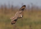 Filename=SHORT-EARED-OWL-3.jpg
Filesize=110KiB
Dimensions=600x420
Date added=Oct 02, 2007 SHORT-EARED-OWL-3.jpg