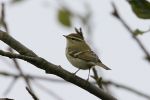 Filename=YELLOW-BROWED_WARBLER_001.jpg
Filesize=115KiB
Dimensions=600x400
Date added=Oct 03, 2007 YELLOW-BROWED_WARBLER_001.jpg