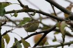Filename=YELLOW-BROWED_WARBLER_002.jpg
Filesize=115KiB
Dimensions=600x400
Date added=Oct 03, 2007 YELLOW-BROWED_WARBLER_002.jpg