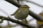 Filename=YELLOW-BROWED_WARBLER_003.jpg
Filesize=106KiB
Dimensions=600x400
Date added=Oct 03, 2007 YELLOW-BROWED_WARBLER_003.jpg