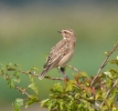Another_Whinchat.jpg