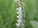 Autumn_Lady_s_Tresses_1.jpg