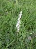 Filename=Autumn_Lady_s_Tresses_2.jpg
Filesize=61KiB
Dimensions=449x600
Date added=Sep 08, 2006 Autumn_Lady_s_Tresses_2.jpg