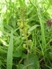 Common_Twayblade.jpg