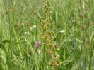 Common_Twayblade~0.jpg
