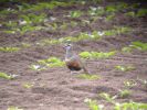 Dotterel.jpg