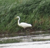 GWE2.jpg