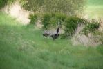 Filename=Greater_Rhea.jpg
Filesize=67KiB
Dimensions=700x468
Date added=May 15, 2010 Greater_Rhea.jpg