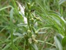 Filename=Green-flowered_Helleborine.jpg
Filesize=55KiB
Dimensions=600x450
Date added=Jul 21, 2006 Green-flowered_Helleborine.jpg