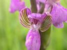 Green-winged_Orchid.jpg