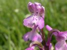 Green-winged_Orchid~0.jpg